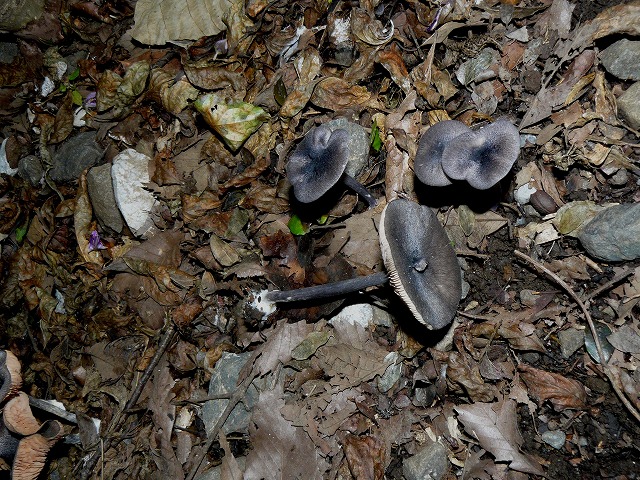 d0019074_910924.jpg