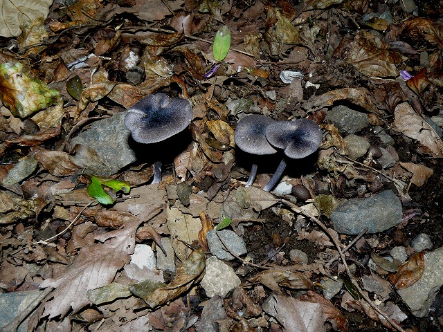 d0019074_994022.jpg