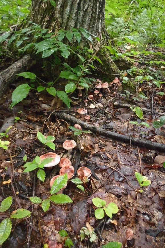 c0237780_1140770.jpg