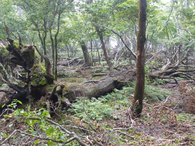 f0357487_23455188.jpg