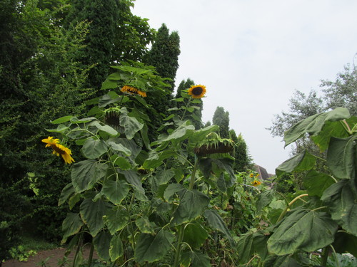 f0213192_13494698.jpg