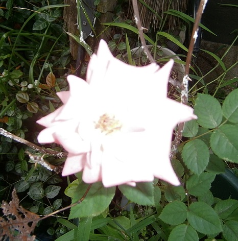 d0072395_9533453.jpg