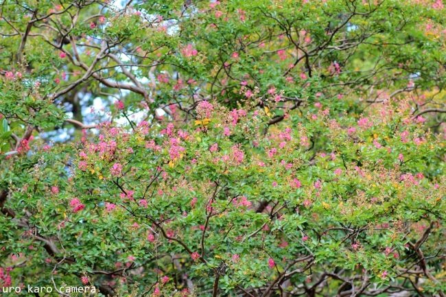 c0367096_15384359.jpg