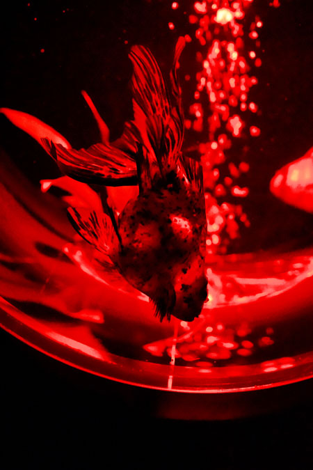 a0263109_12394811.jpg