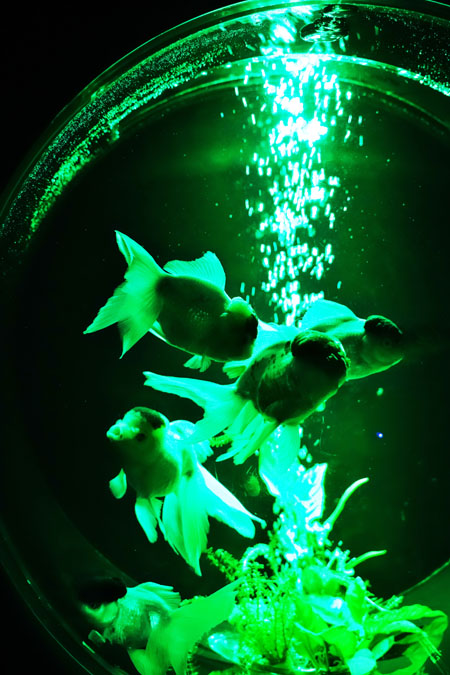 a0263109_12423890.jpg