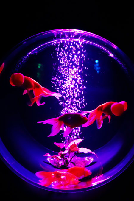 a0263109_12462681.jpg