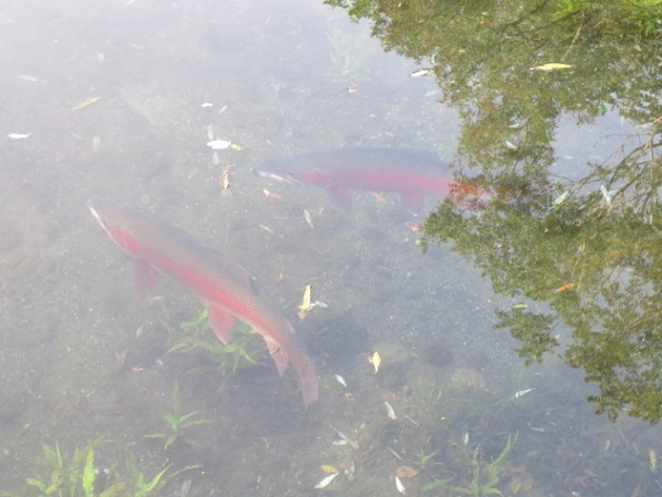 f0248616_09070665.jpg