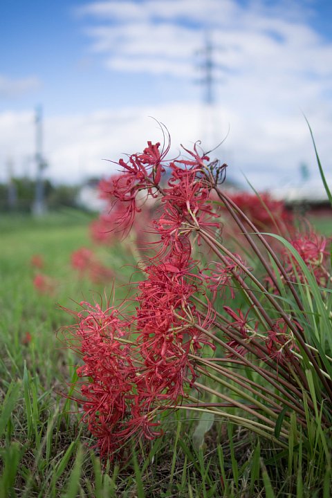 b0134829_20334155.jpg