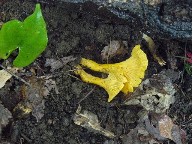 d0019074_963447.jpg