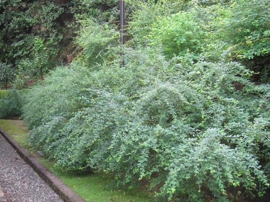 e0245404_2227385.jpg