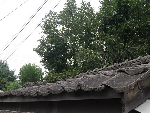 a0140305_318633.jpg