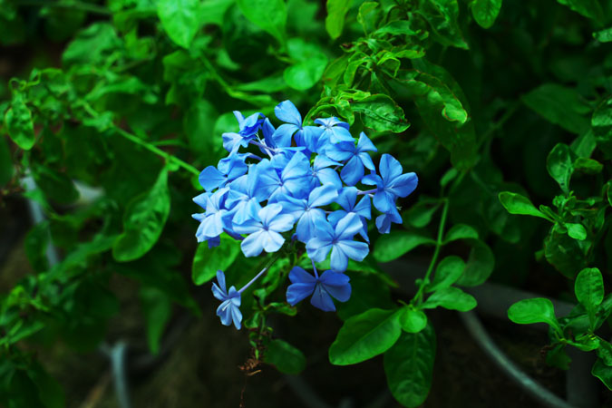 a0263109_12565968.jpg