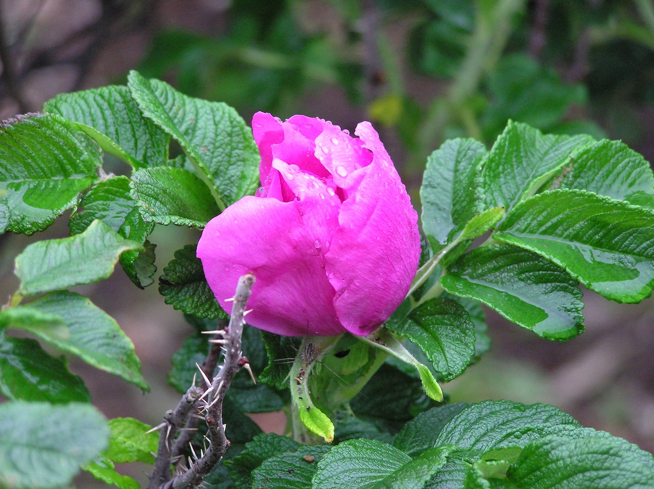 b0162728_2216597.jpg