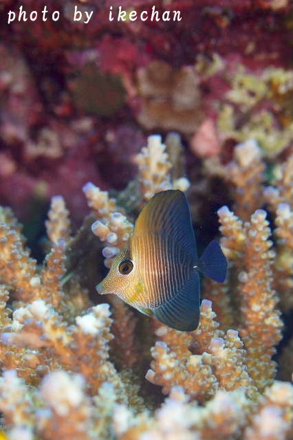 a0155467_2110408.jpg
