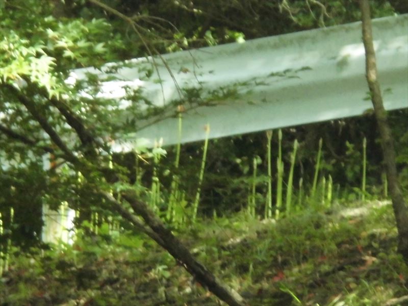 c0108198_168105.jpg
