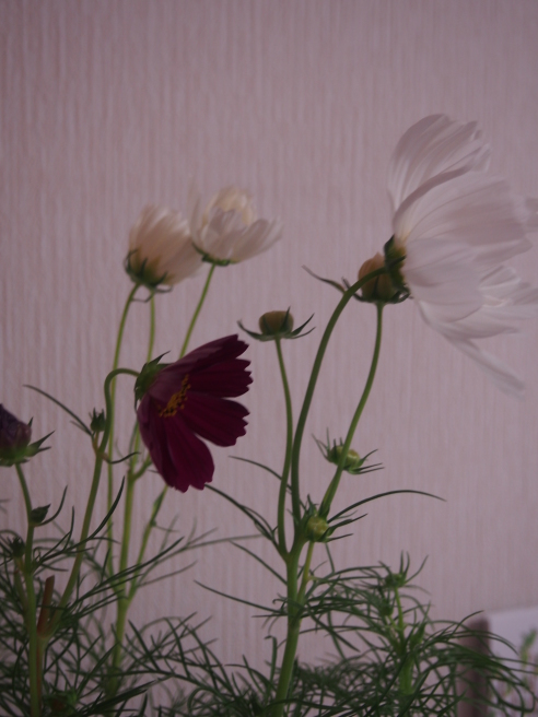 c0220700_20103926.jpg