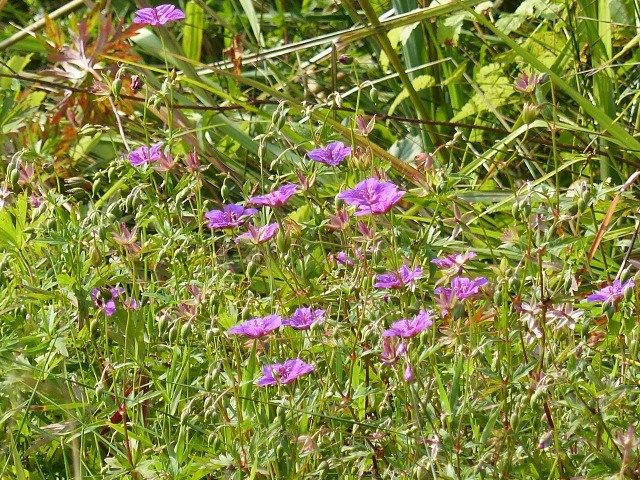 f0357487_2322586.jpg
