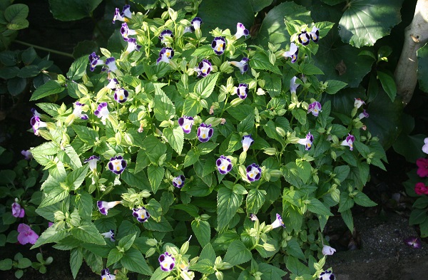 f0042737_1622891.jpg