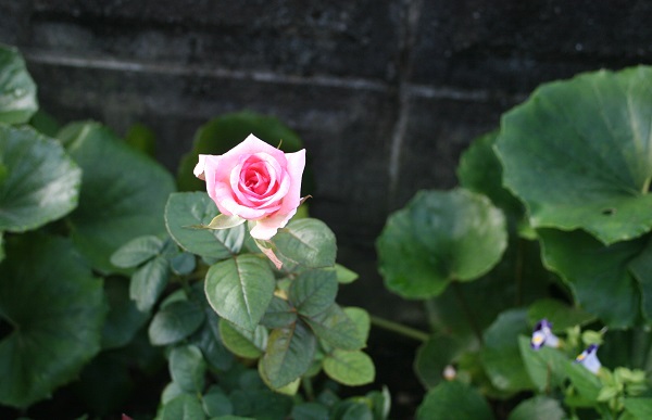 f0042737_16242247.jpg