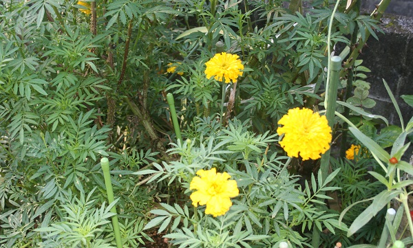 f0042737_16275540.jpg