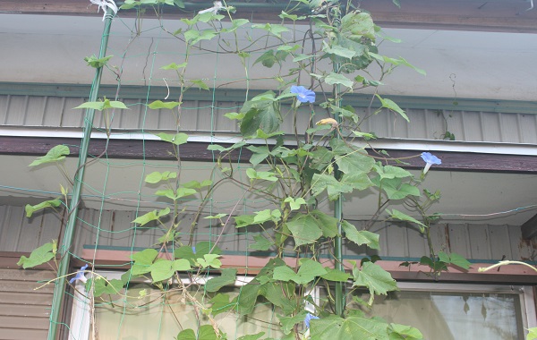 f0042737_16315749.jpg