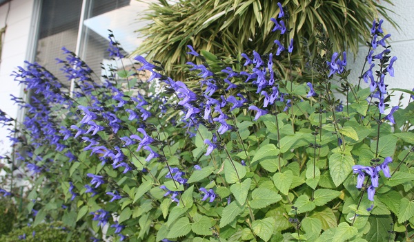 f0042737_16354492.jpg