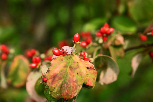 a0242438_19183565.jpg