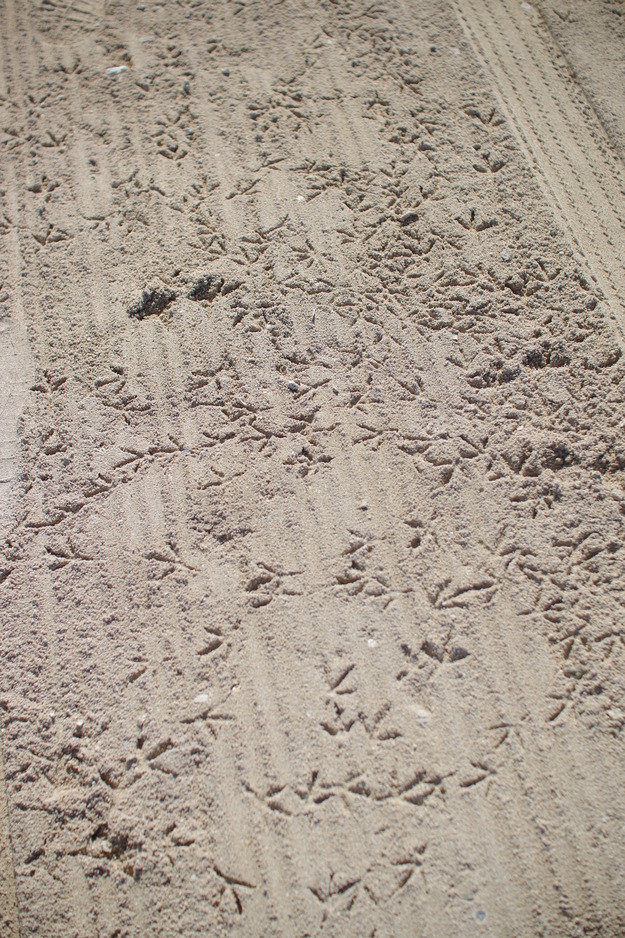 a0299749_22473528.jpg