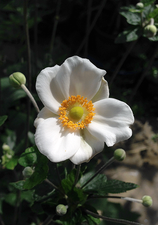 a0001354_23183921.gif