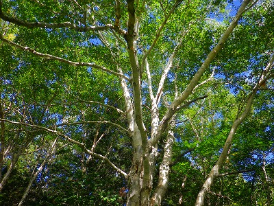 f0182173_1574626.jpg