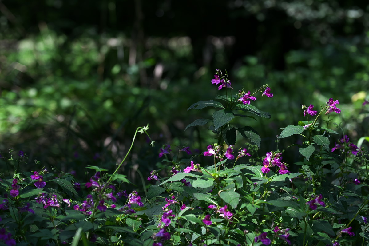 a0083081_21273613.jpg