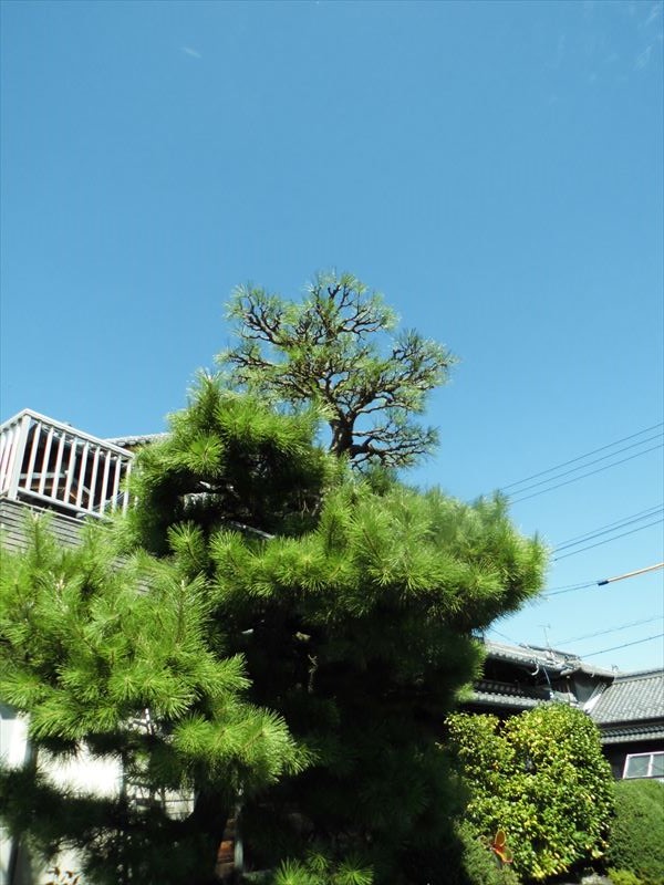 c0108198_17455666.jpg