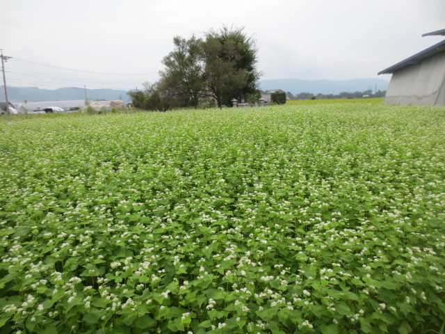 f0248616_12312547.jpg