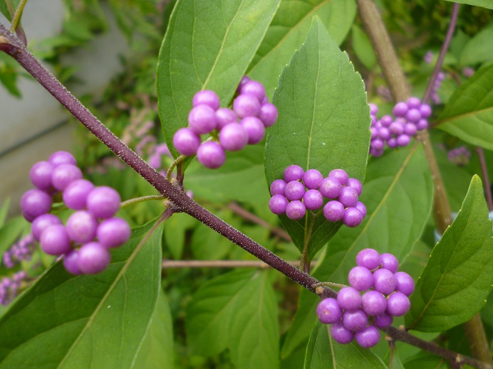 f0228619_13554631.jpg
