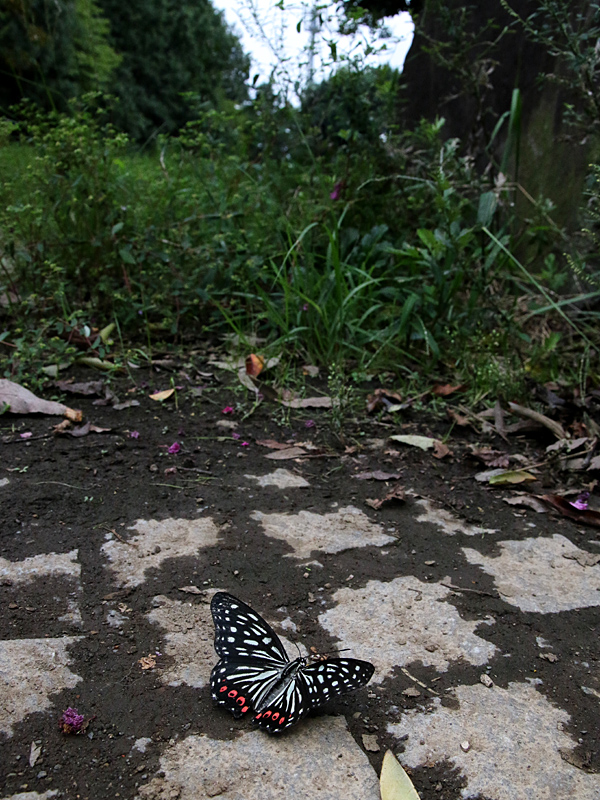 d0054625_233118.jpg