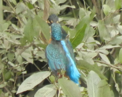 e0172950_2015837.jpg