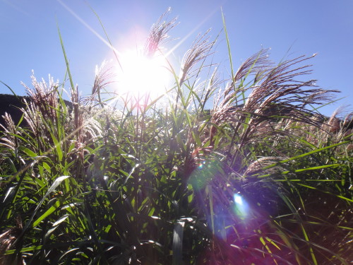 c0179351_1739090.jpg