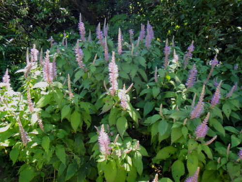 c0179351_1741029.jpg