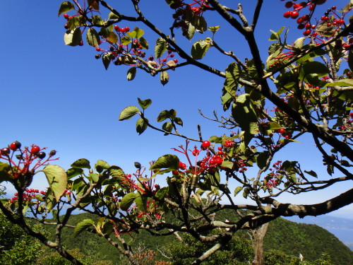 c0179351_17435978.jpg