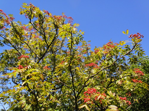 c0179351_17451399.jpg