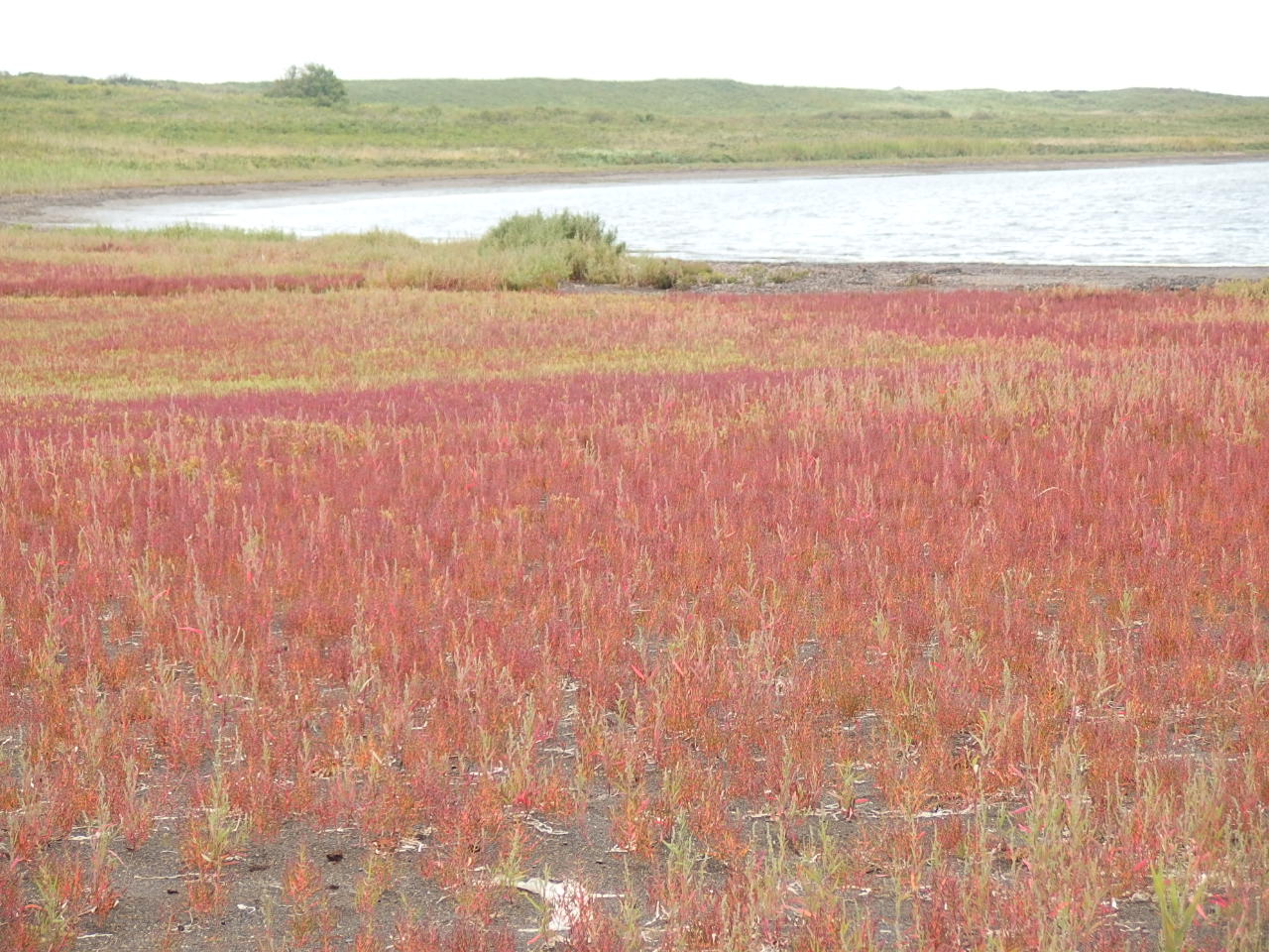 e0004756_2155974.jpg
