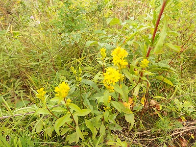 e0004756_223125.jpg