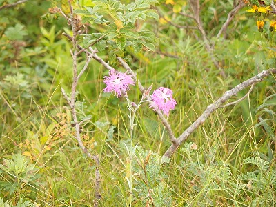 e0004756_2251133.jpg