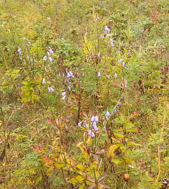 e0004756_228318.jpg