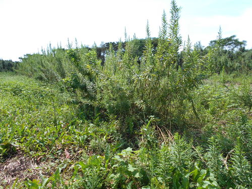 e0181260_21175486.jpg
