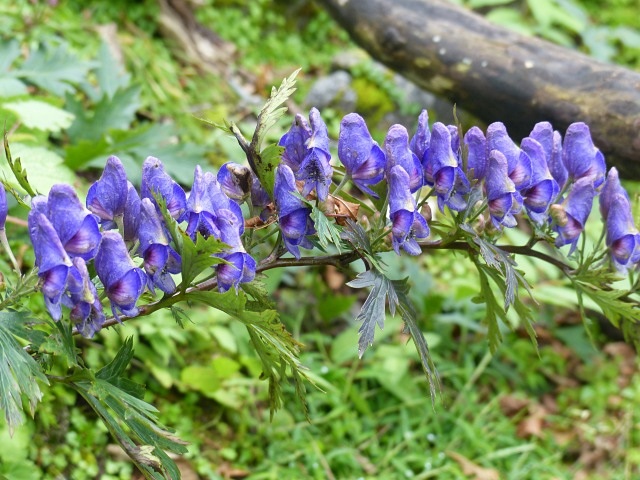 f0357487_1272644.jpg