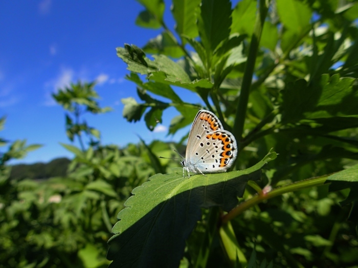 a0277496_10425831.jpg