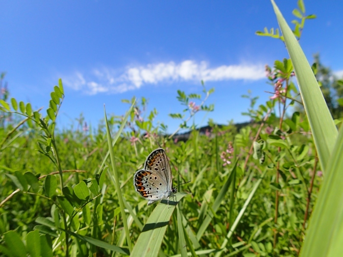 a0277496_10435040.jpg