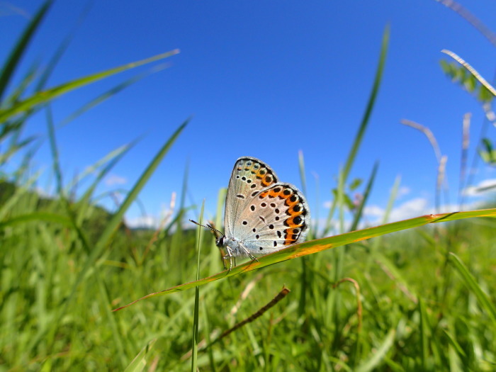 a0277496_10450255.jpg