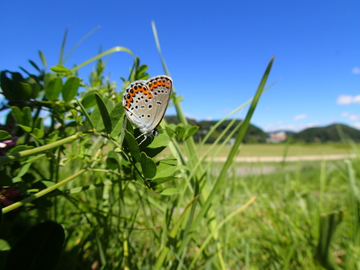 a0277496_10453462.jpg